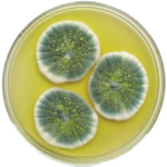 penicillium_culture1314716487135